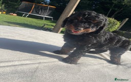 Cockapoo dogs for sale: Cockapoo Ready to leave now💕Only 1 boy left! - Image 20