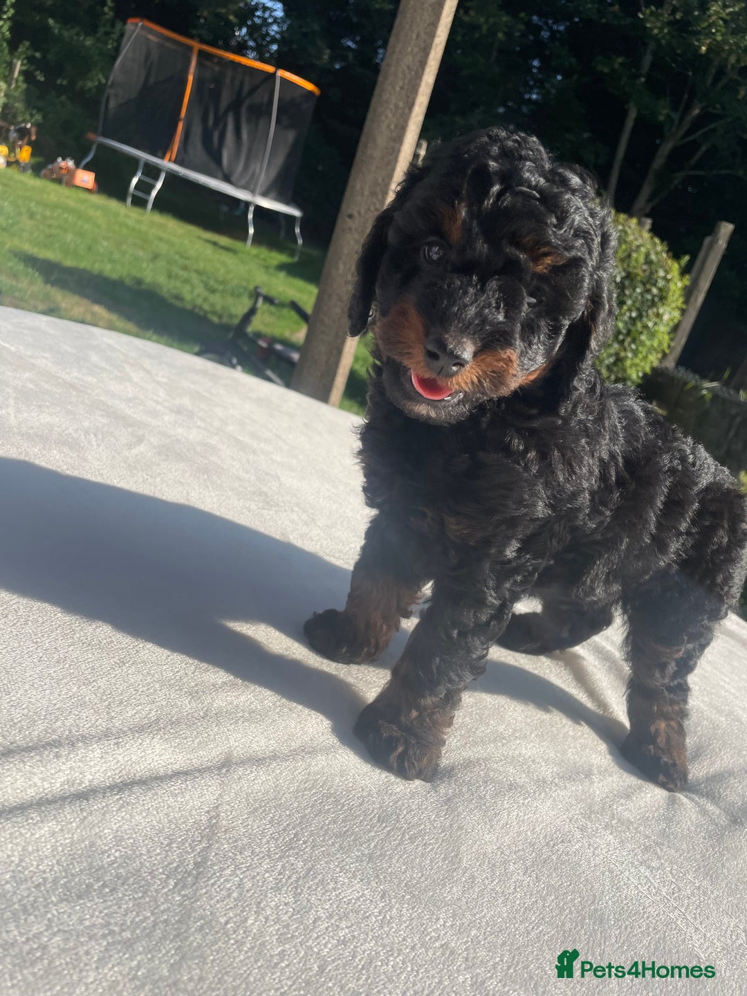 Cockapoo dogs for sale: Cockapoo Ready to leave now💕Only 1 boy left! - Image 20