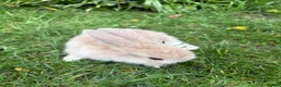 Mixed Breed rabbits for sale: Gorgeous fluffballs Lop Lionhead/dwarf lop - Advert 5