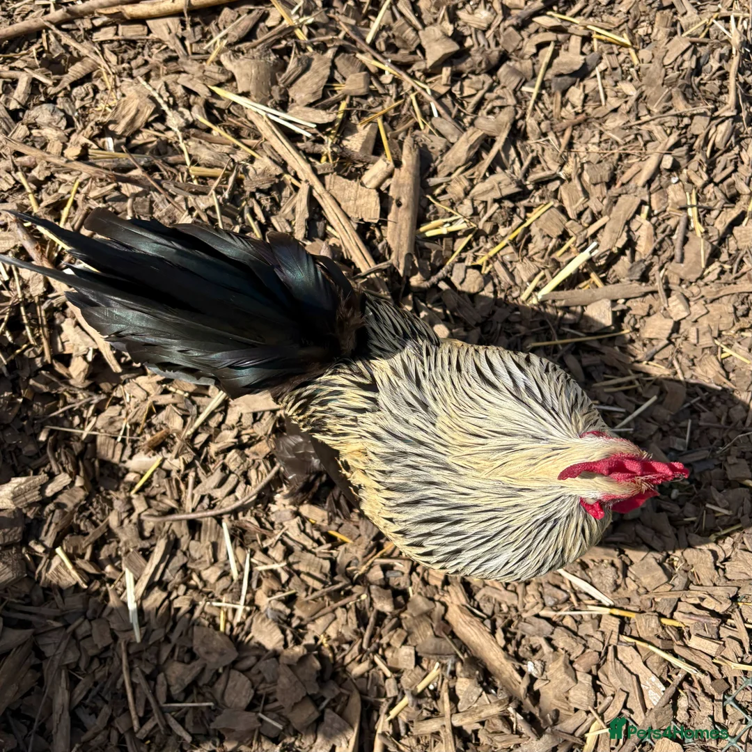 Chickens poultry for sale: Sablepoot/Booted Bantam Cockerel - Advert 2