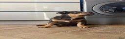 American Bully dogs for sale: Remi pocket bully  in Bristol - Advert 2