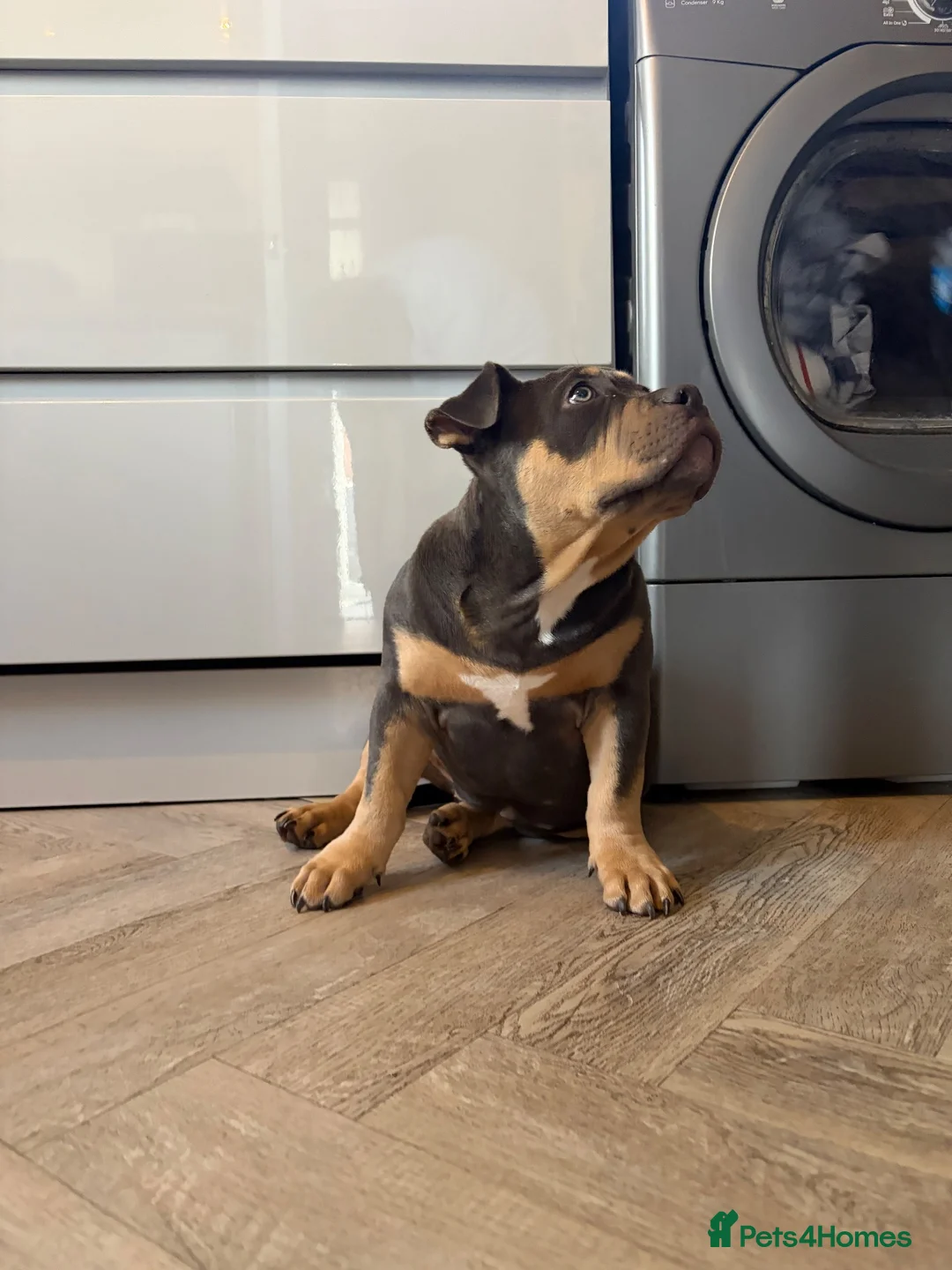 American Bully dogs for sale: Remi pocket bully  in Bristol - Advert 2