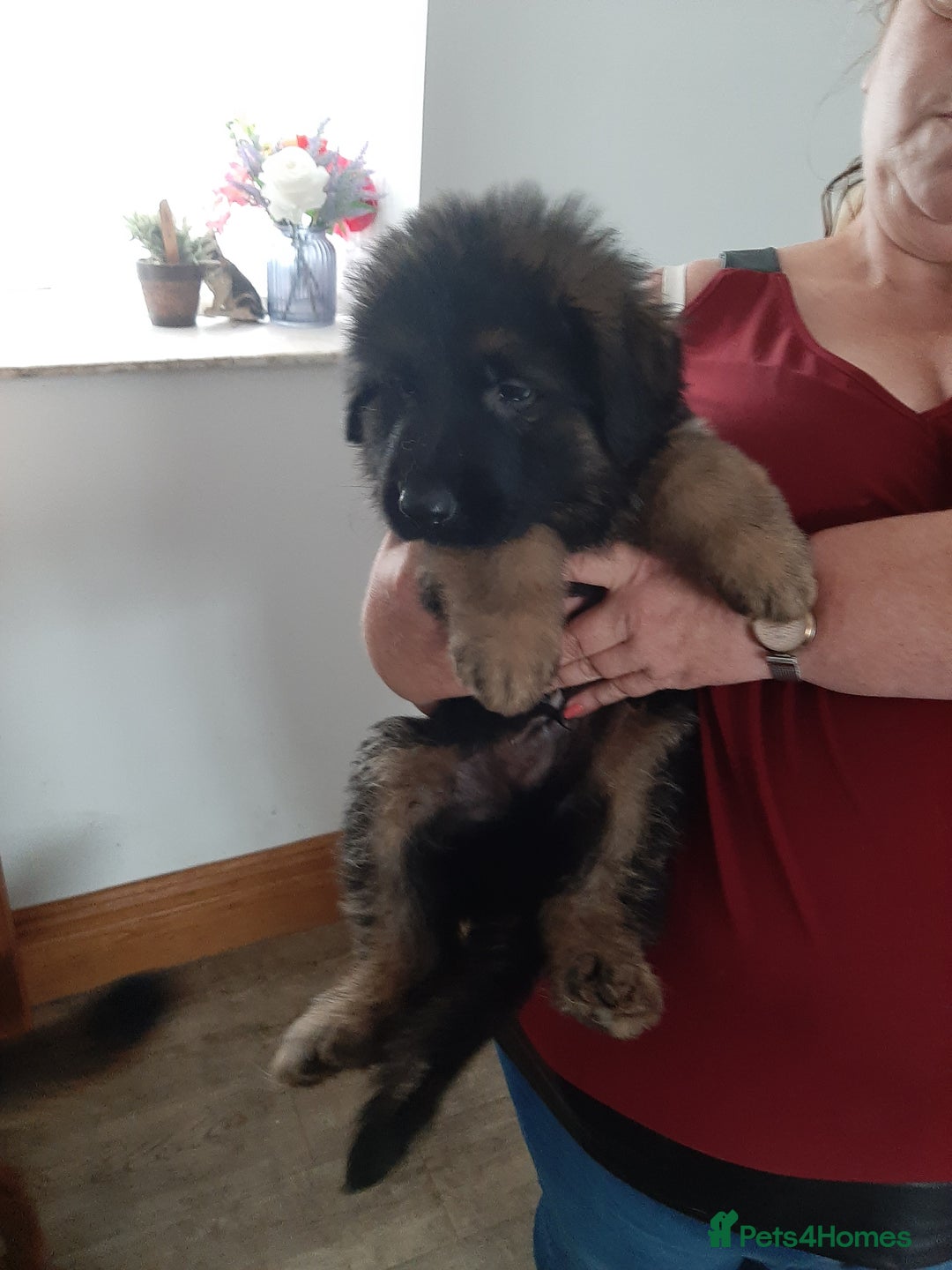 German Shepherd dogs for sale: German shepherd pups - Image 12