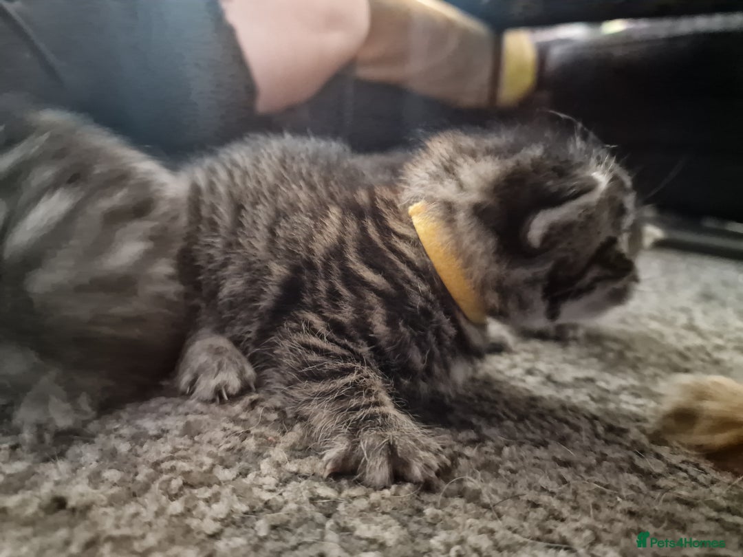 Maine Coon cats for sale: Maine coon cross munchkin kittens for sale in Cramlington - Image 17
