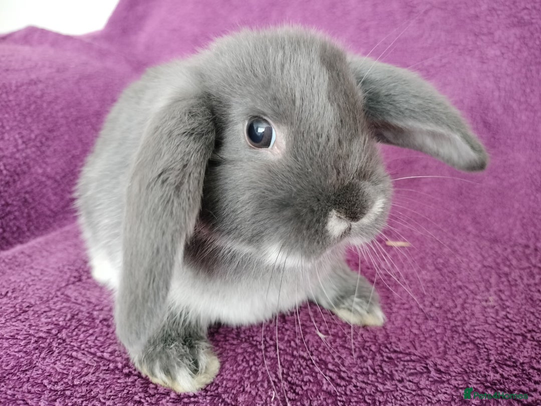 Mini Lop rabbits for sale: Baby mini lops for sale  - Image 1
