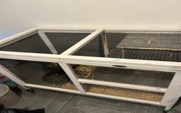 Lionhead rabbits for sale: Lionhead rabbit - Image 1