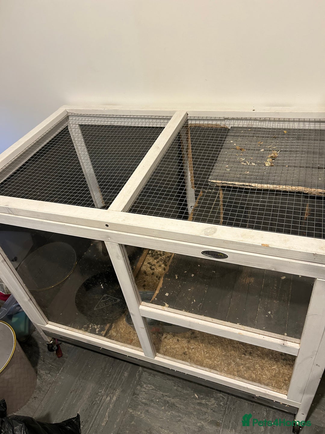 Lionhead rabbits for sale: Lionhead rabbit - Image 1