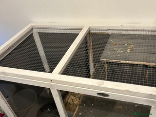 Lionhead rabbits for sale - Advert 1