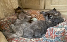 Maine Coon cats for sale: PURE BREED MAINE COON KITTENS - Image 4