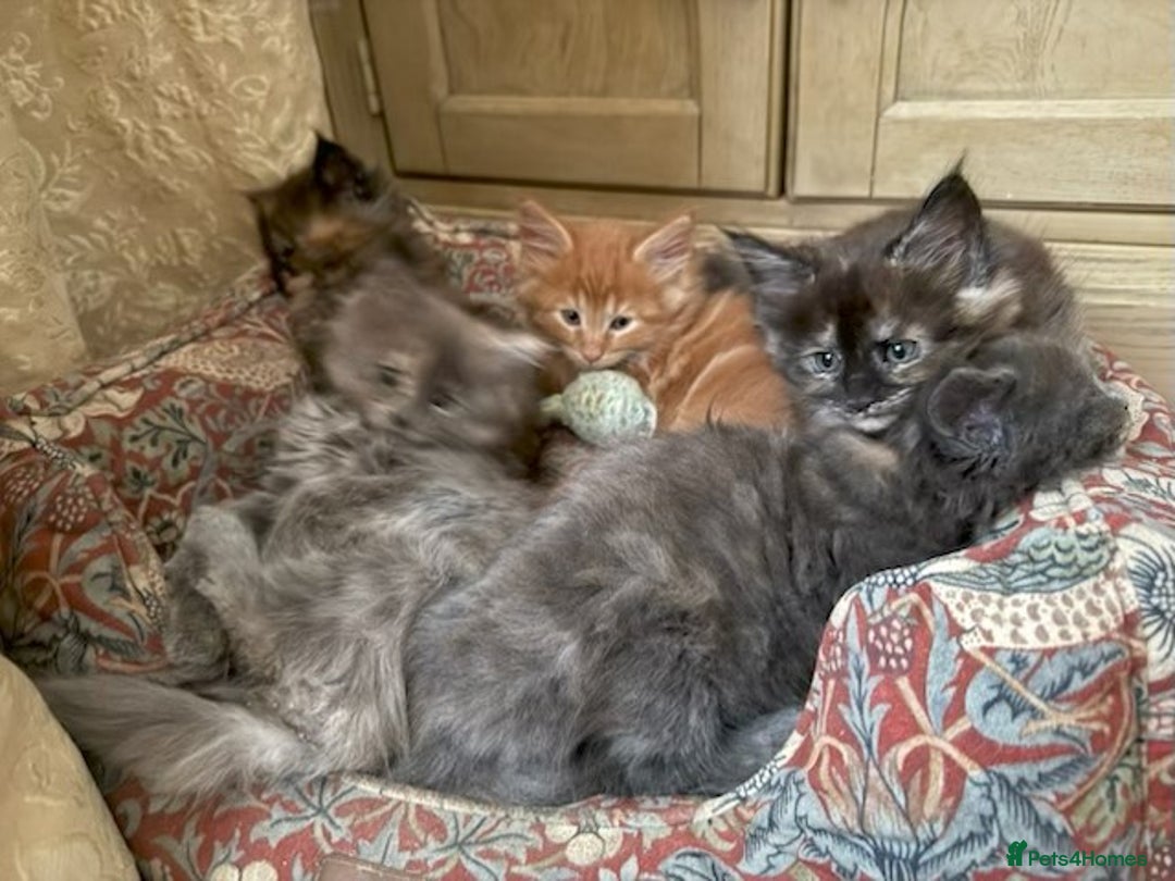 Maine Coon cats for sale: PURE BREED MAINE COON KITTENS - Image 4