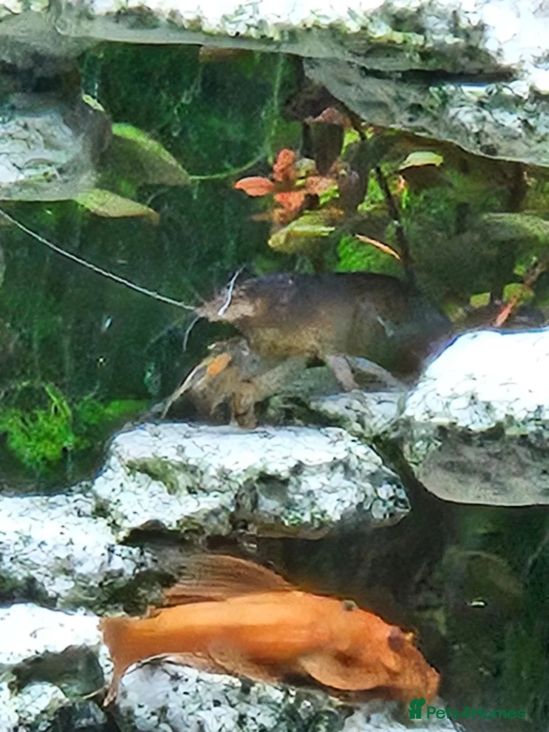 Plecos fish for sale:  breeding pair of super red bristlenose plecos  - Advert 2
