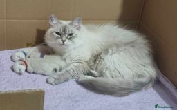 Siberian cats for sale: Pedigree girl and boy availiable - Image 9