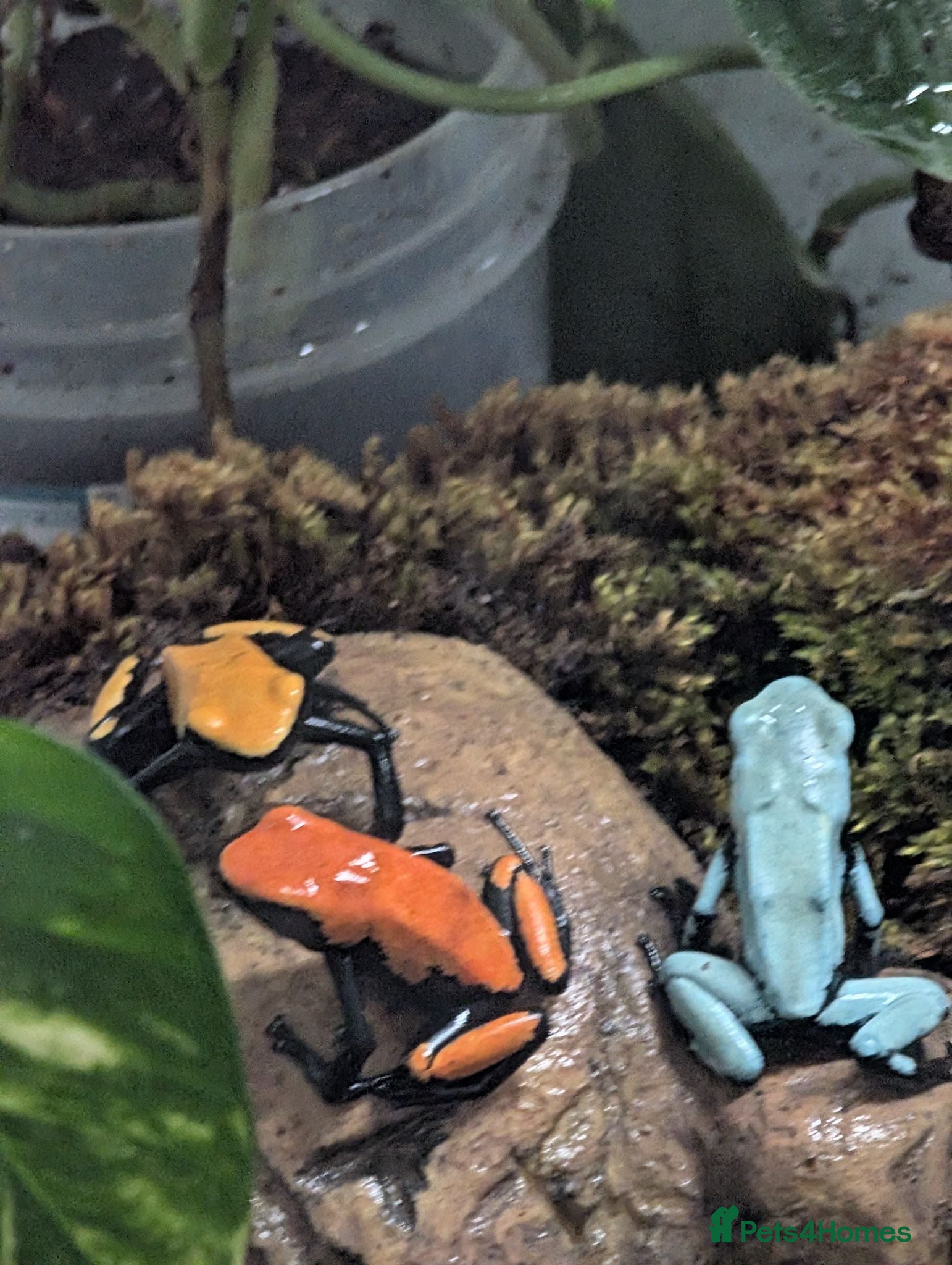 Frog reptiles Splashback dart frogs and enclosure  - Advert 5