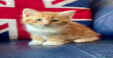 Mixed Breed cats - Advert 4