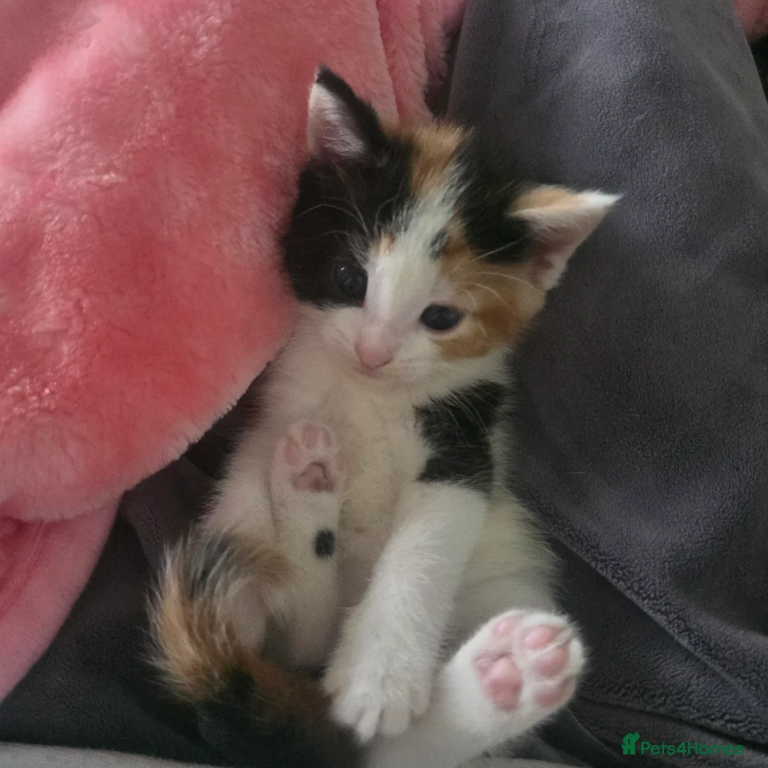 Domestic Shorthair cats for sale: domestic shorthairs!! - Advert 2