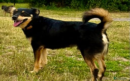 German Shepherd dogs for adoption: Gatto  in West Malling - Image 3