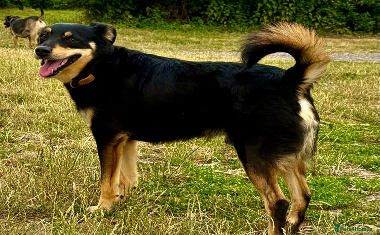 German Shepherd dogs in West Malling - Advert 1