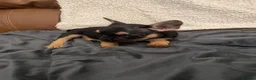 French Bulldog dogs for sale: Two beautiful chunky French bulldogs  - Advert 2