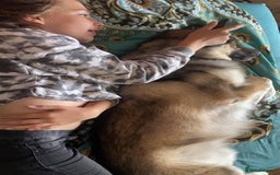 Saarloos Wolfdog dogs for stud: For stud - Image 7