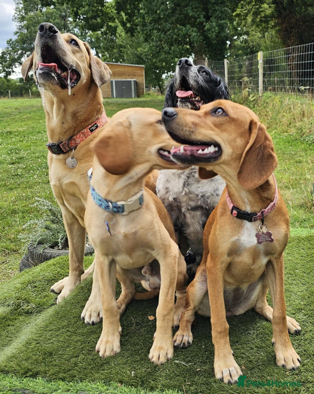 Mixed Breed dogs for adoption: RUBY - 8 months old, Female, Vizla Mix - Image 6