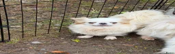 Chihuahua dogs for sale: Kc white/cream long hair female chihuahua  - Advert 1