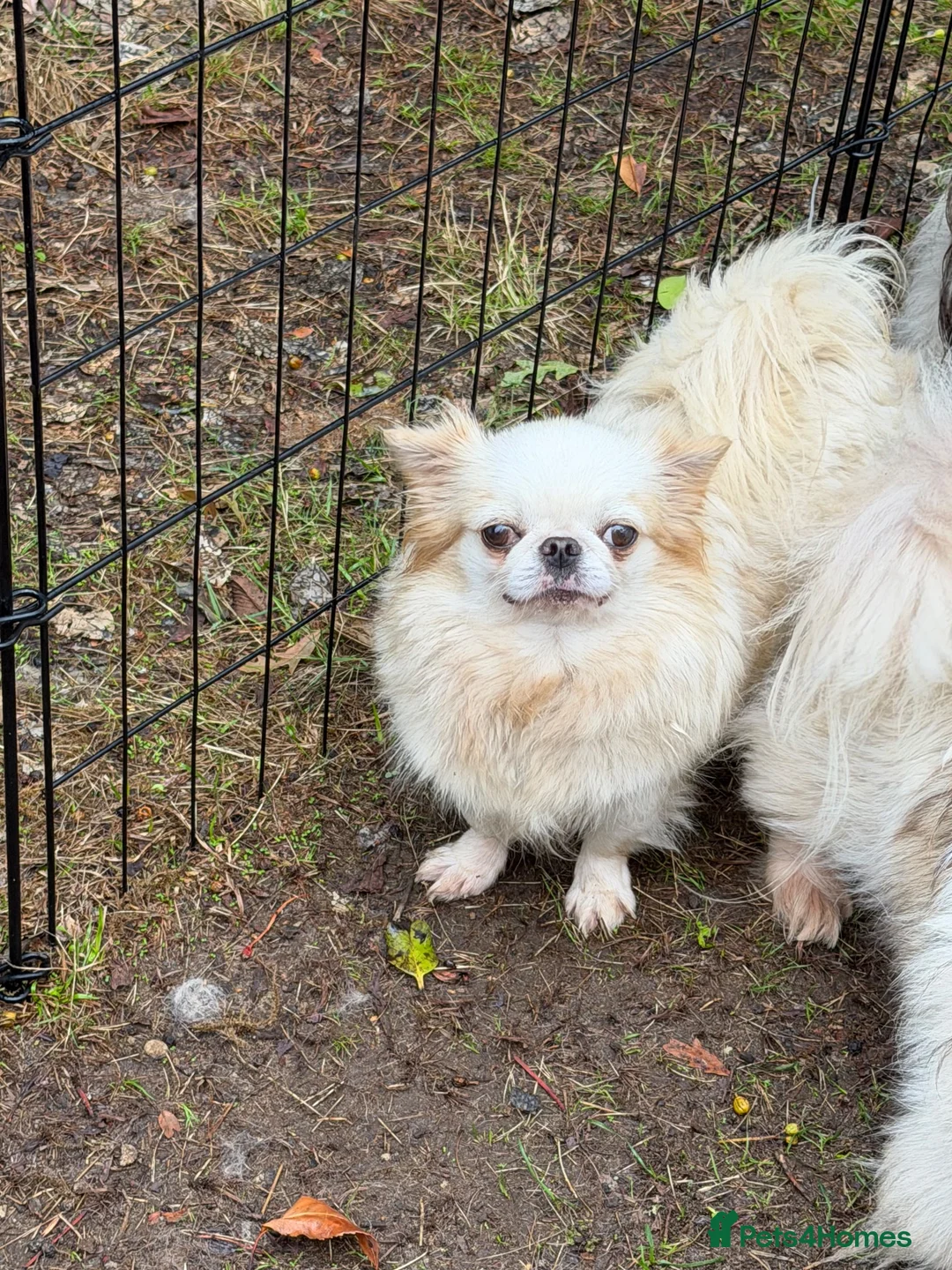 Chihuahua dogs for sale: Kc white/cream long hair female chihuahua  - Advert 1