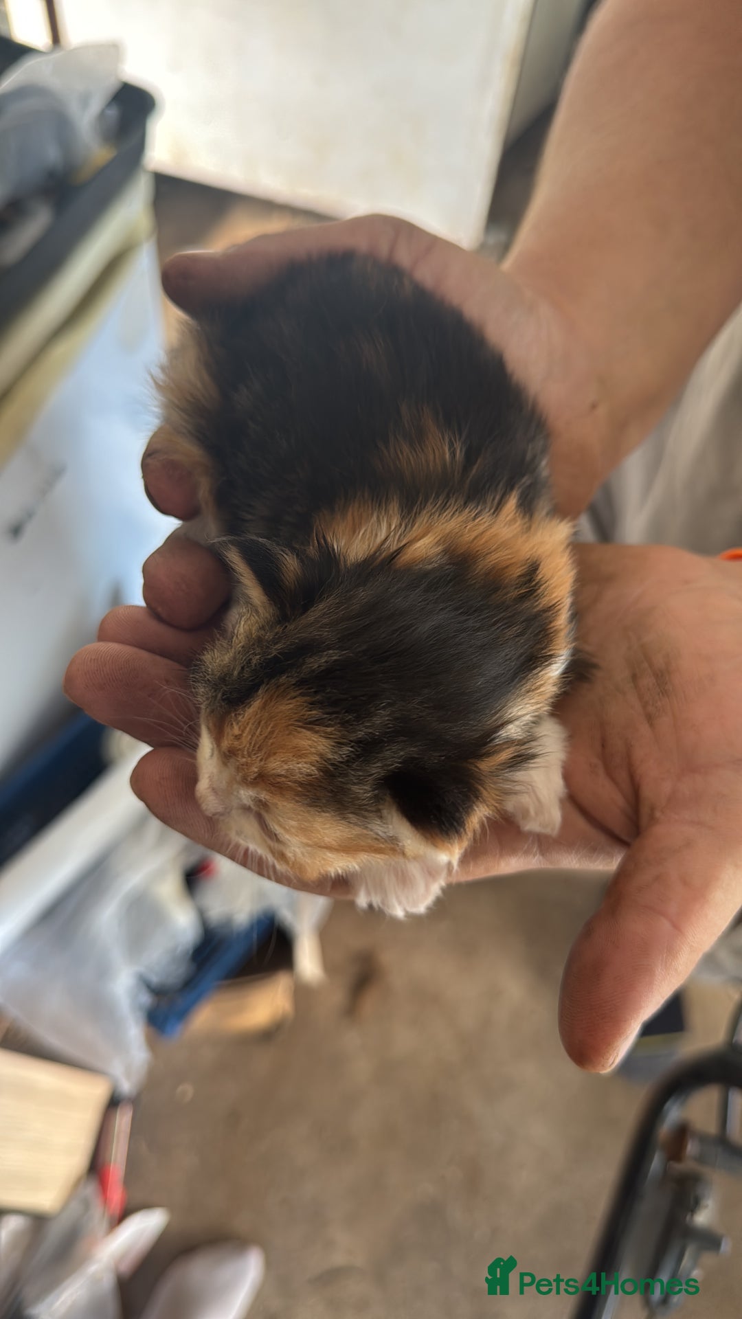 Mixed Breed cats for sale: Calico Kitten  - Advert 4