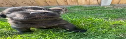 Mixed Breed dogs for sale: LAST PUP AVAILABLE  - Advert 4