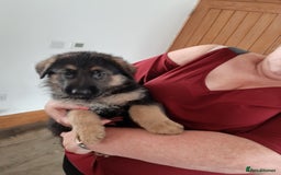 German Shepherd dogs for sale: German shepherd pups - Image 9