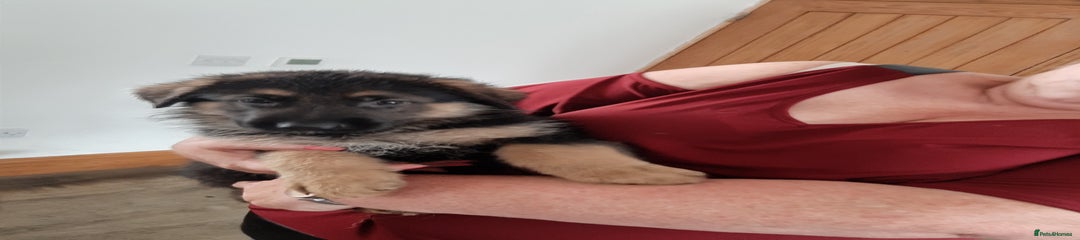 German Shepherd Puppy 6
