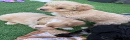 Mixed Breed dogs for sale: Ready to leave!!! - Advert 9