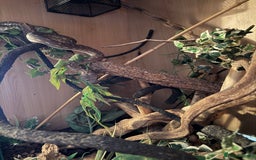 Python Snake reptiles for sale: CB23 Female Morelia Bredli - Image 5