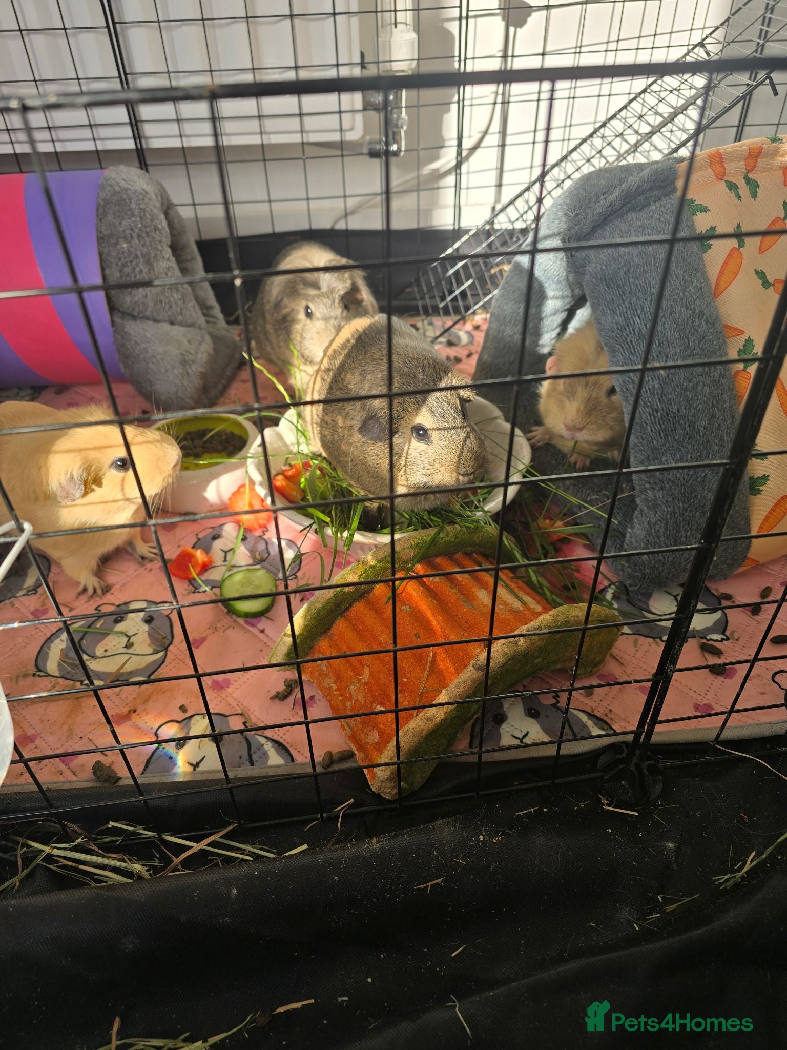 Guinea Pig rodents guinea girls looking for loving home  - Advert 3