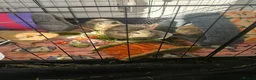 Guinea Pig rodents for sale: guinea girls looking for loving home  - Advert 1