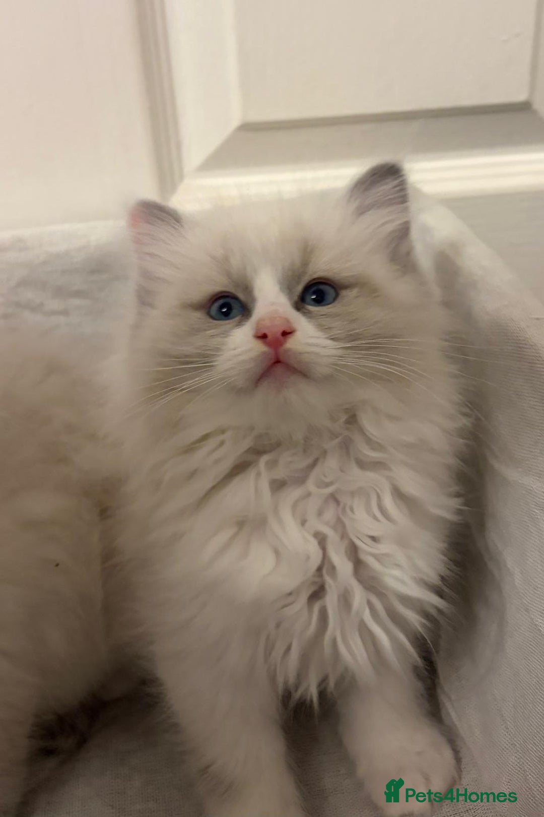 Ragdoll cats for sale: 3 GORGEOUS RAGDOLL BOY KITTENS READY NOW - Advert 5