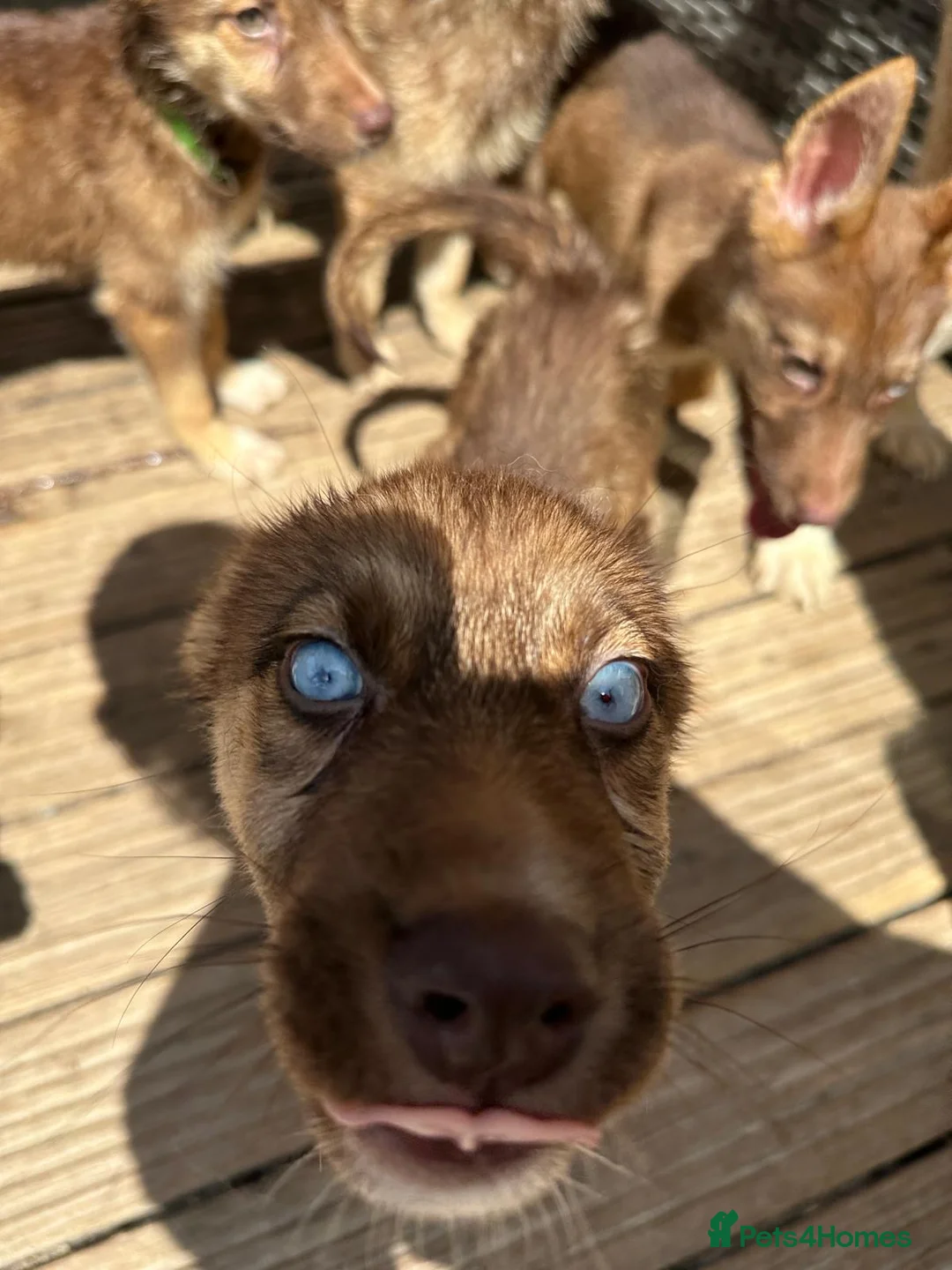 Shepsky dogs for sale: Stunning multi-coloured eyed puppies - Advert 40