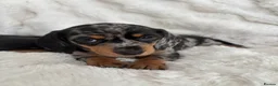 Miniature Dachshund dogs for sale: Miniature smooth coated Dacshund’s  - Advert 15