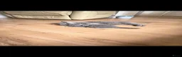 British Shorthair cats for sale: Best Quality Clasic BSH BLUE KITTENS - Advert 7