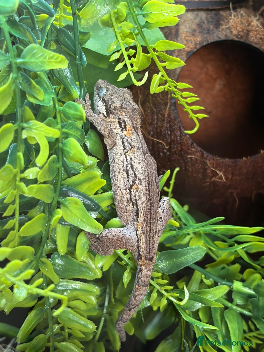 Gecko reptiles for sale: Gargoyle Gecko in Liverpool - Advert 1