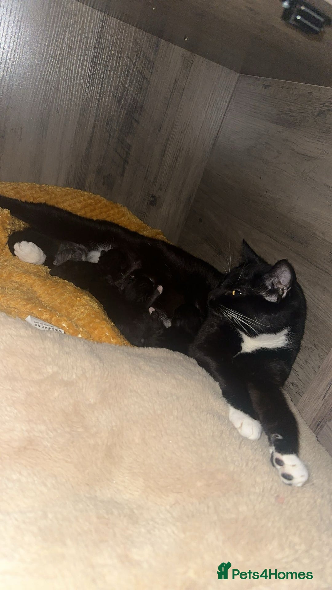 Mixed Breed cats for sale: Female kittens ready to leave - Image 3