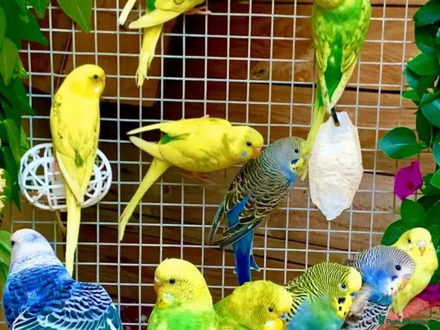 Budgerigars birds for sale: Beautiful Baby Budgies & Cages Various Mutations - Advert 1