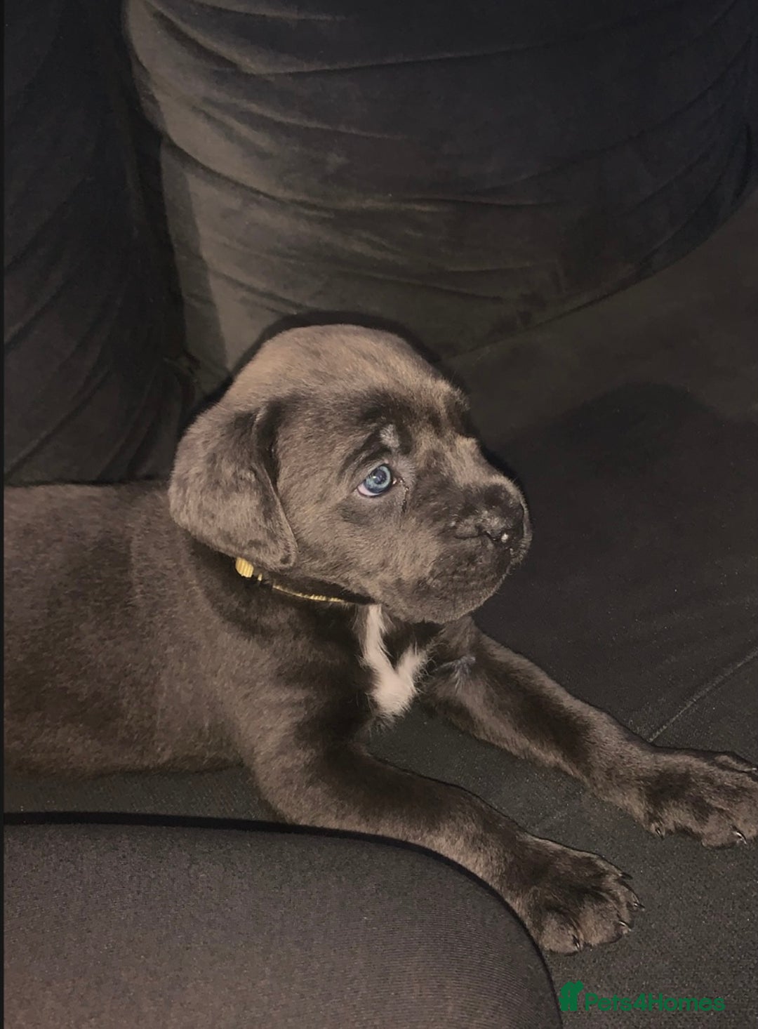 Cane Corso dogs for sale: Cane Corso - Advert 4