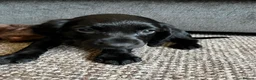 Cocker Spaniel dogs for sale: Cocker spaniels  - Advert 4
