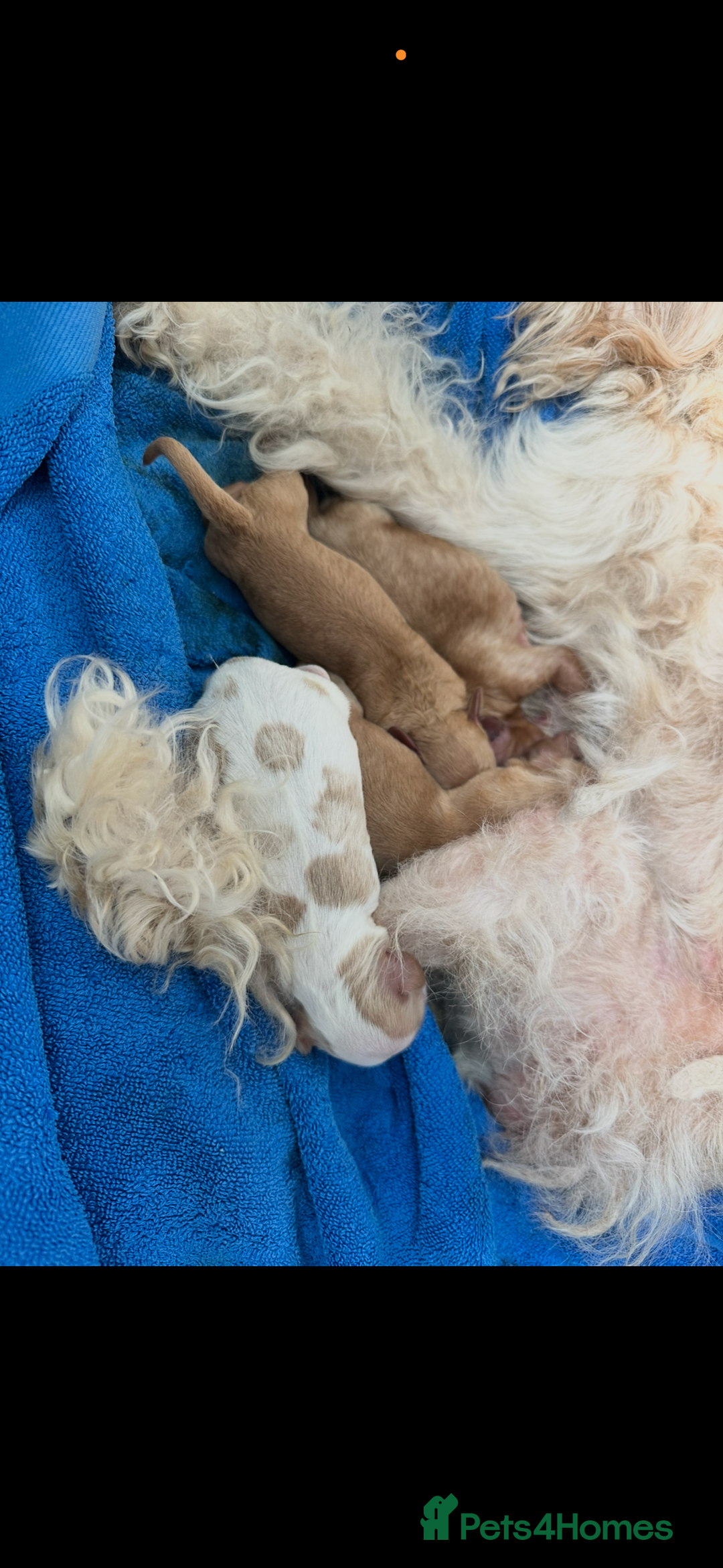 Cavapoo dogs for sale: Beautiful litter of cavapoos  - Advert 5