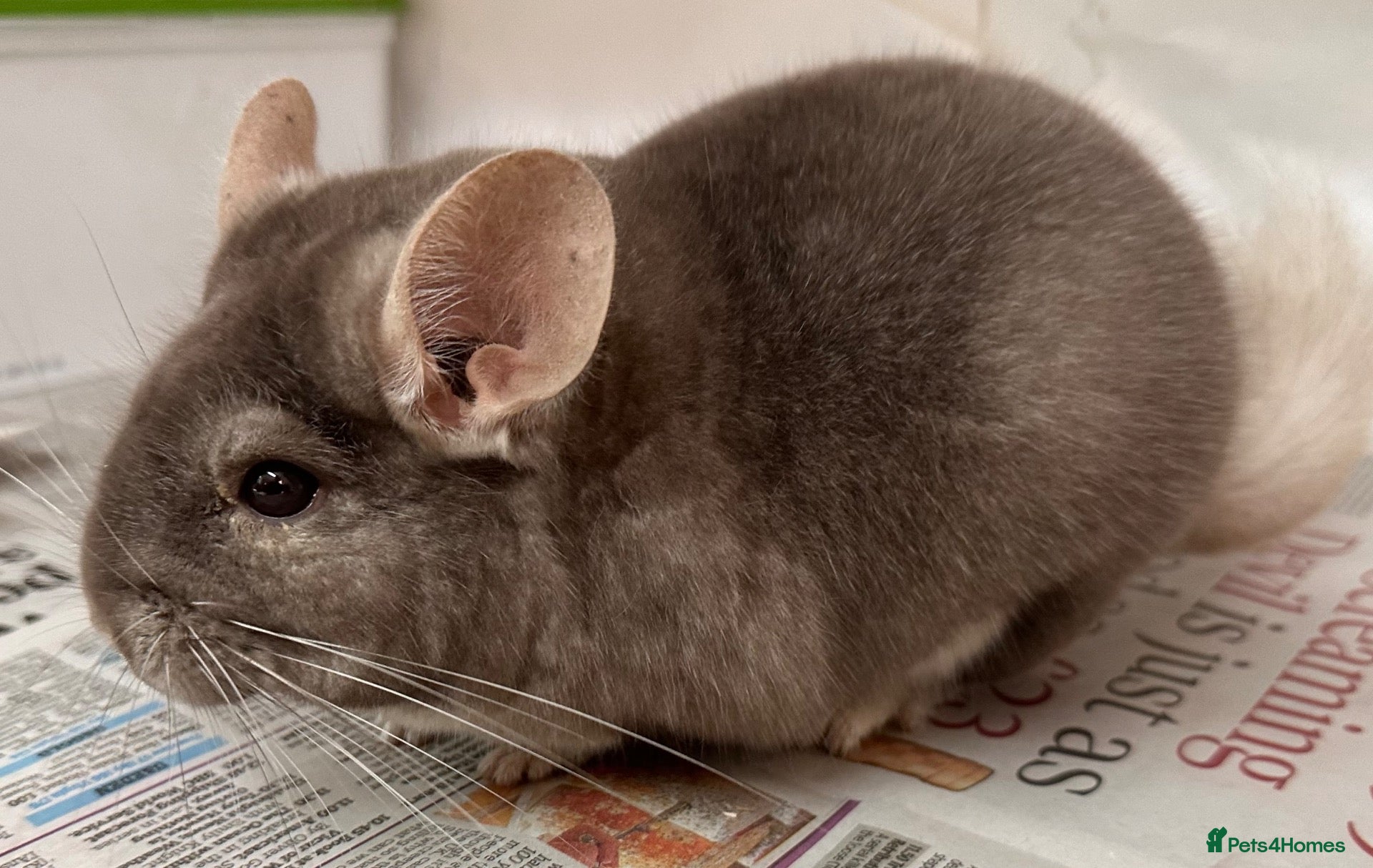 Chinchilla rodents Bertie, beautiful Beige boy - Advert 10