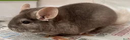 Chinchilla rodents for sale: Bertie, beautiful Beige boy - Advert 1