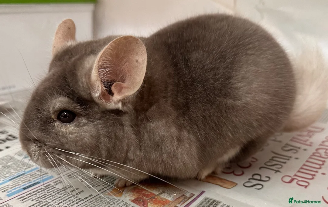 Chinchilla rodents for sale: Bertie, beautiful Beige boy - Advert 1