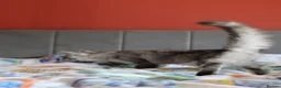 Maine Coon cats for sale: TICA Pedigree Maine coon🧬health tested - Advert 17