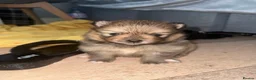 Pomeranian dogs for sale: Beautiful Healthy Puppies Ready for Loving Homes - Advert 2