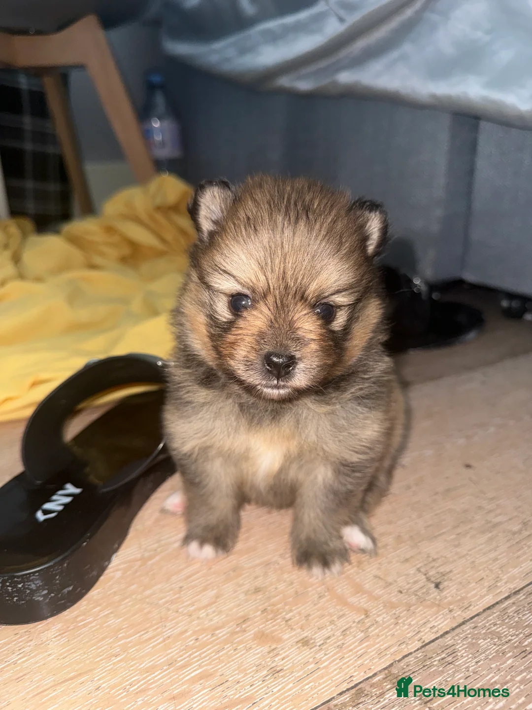 Pomeranian dogs for sale: Beautiful Healthy Puppies Ready for Loving Homes - Advert 2